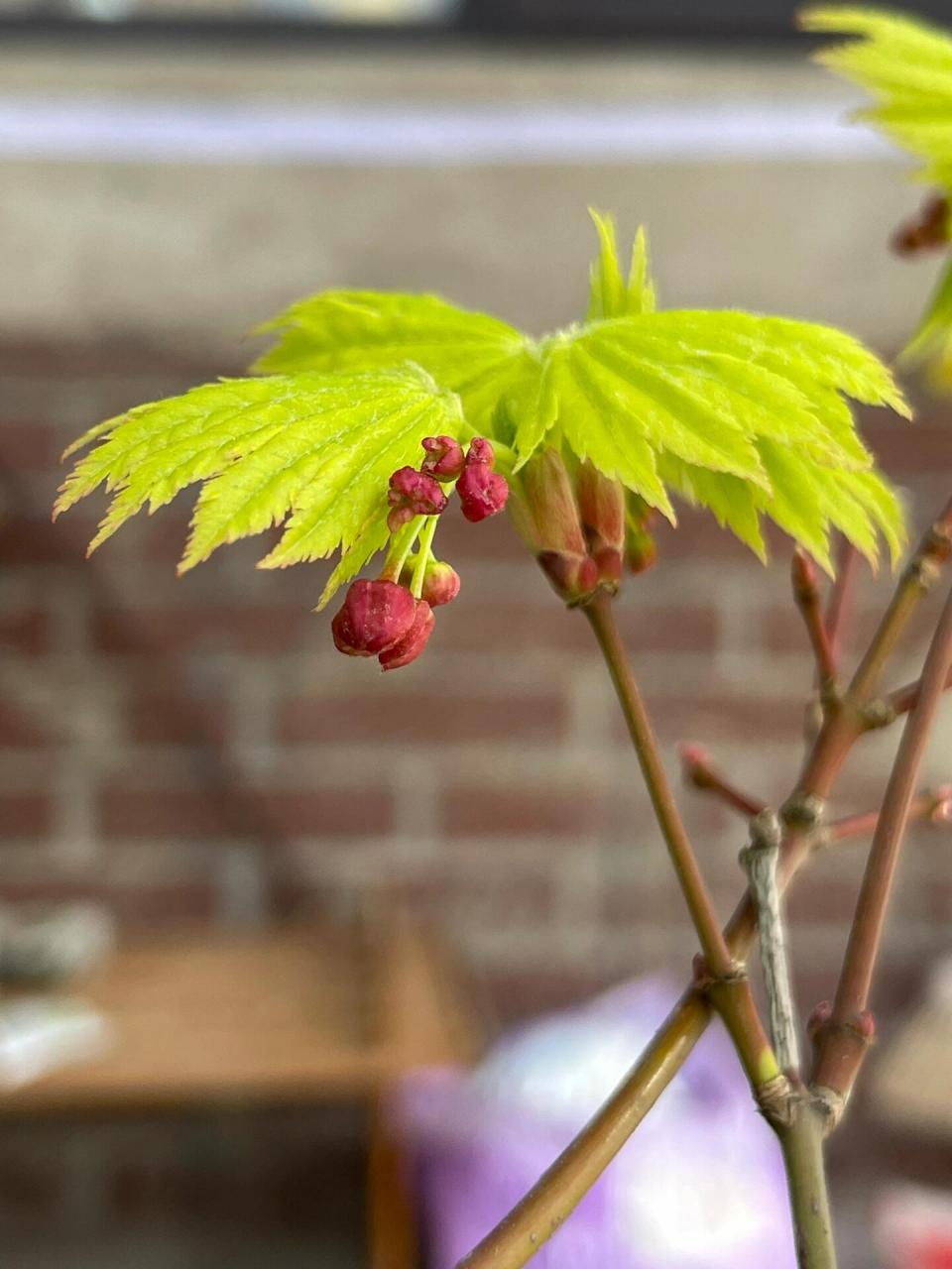 枫树开花啦,枫树的春色超嗲 今年几颗枫树都在开花,去年还没有这么多