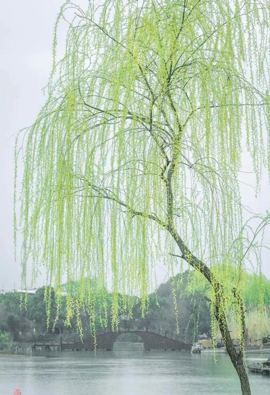 怪别来,胭脂慵傅,被东风,偷在杏梢.