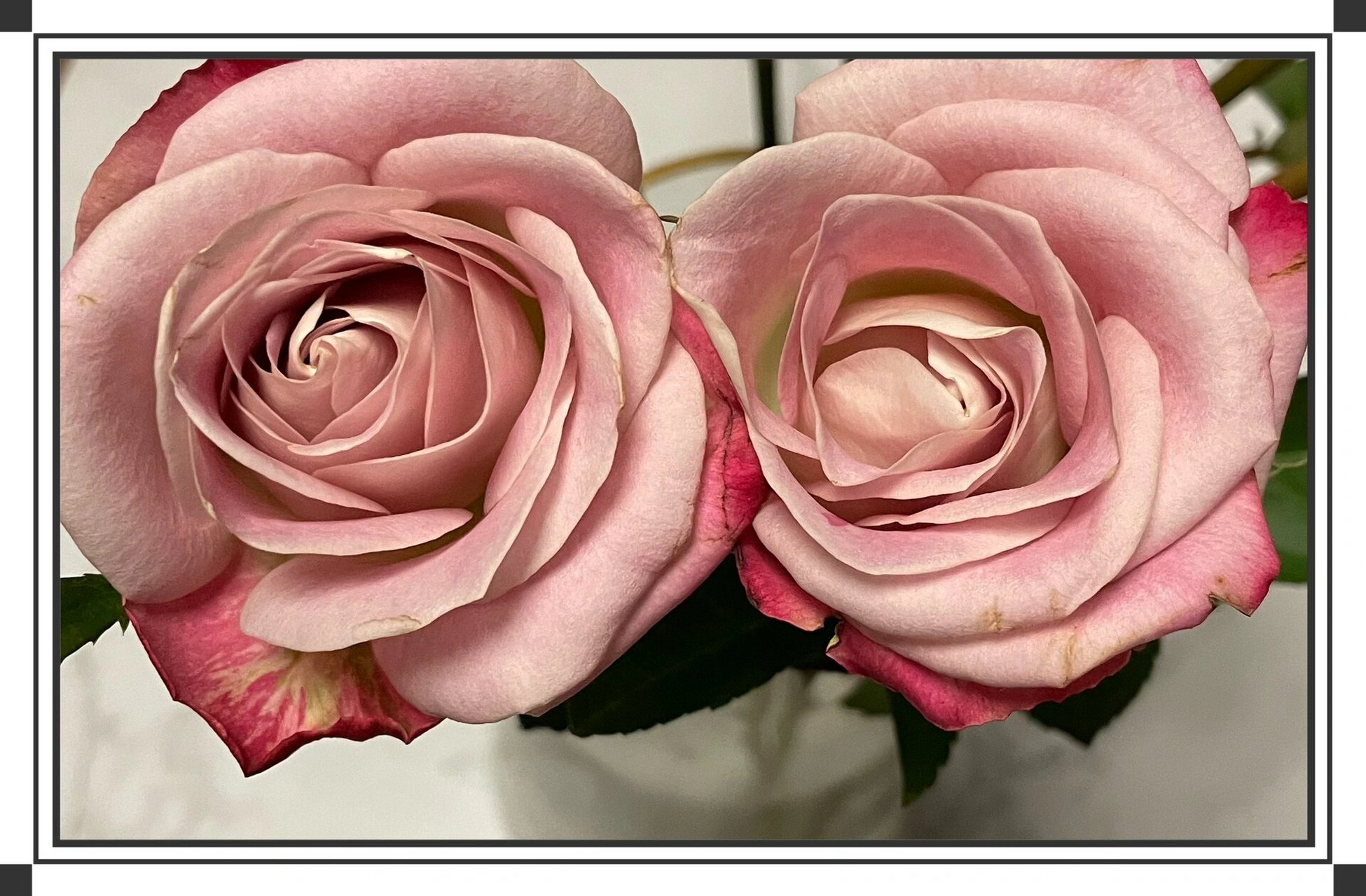 经典艾莉森玫瑰 很喜欢这种混色渐变的花朵,花瓣主体为粉棕色,有些