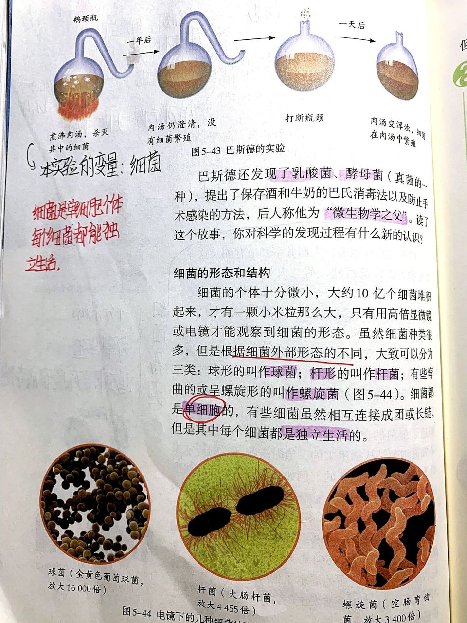 八上生物《细菌》学习笔记