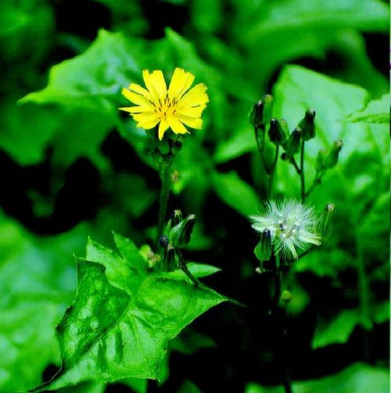 黄鹌菜花色图片