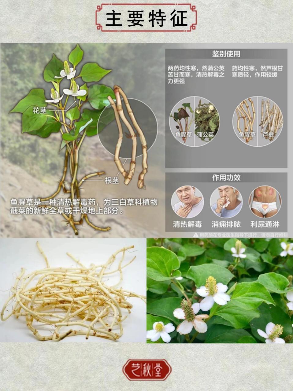 每天一味中草药 | 鱼腥草 97 自然解毒专家——鱼腥草.