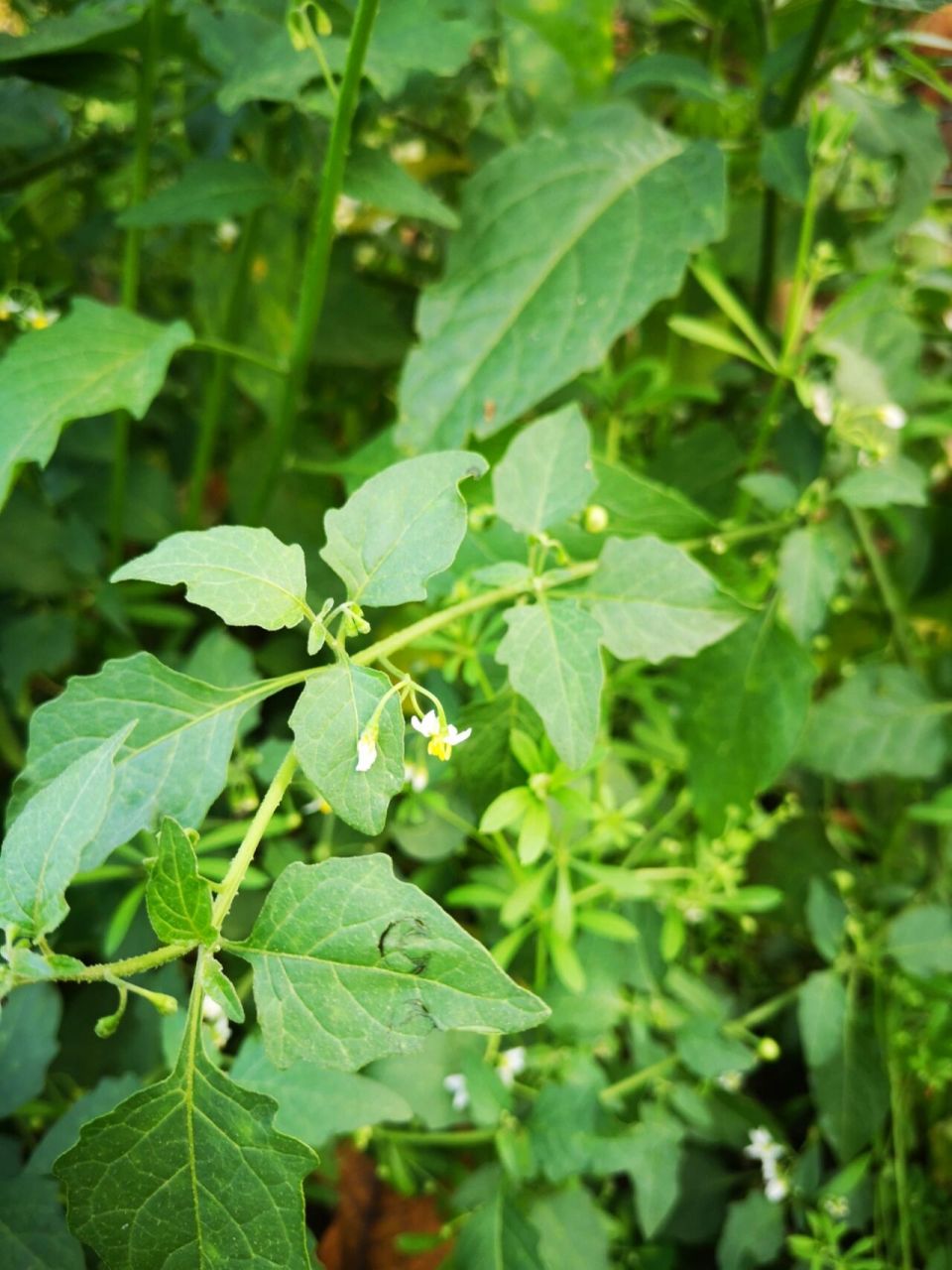 扣子菜(龙葵)  在老家的好处就是每天都能吃到野菜啦.