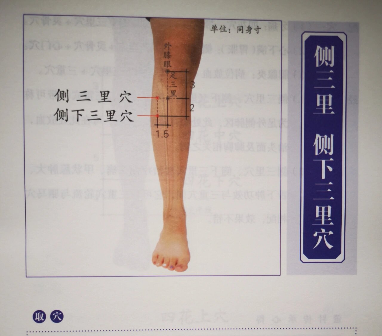 董氏奇穴～～侧三里穴/侧下三里穴