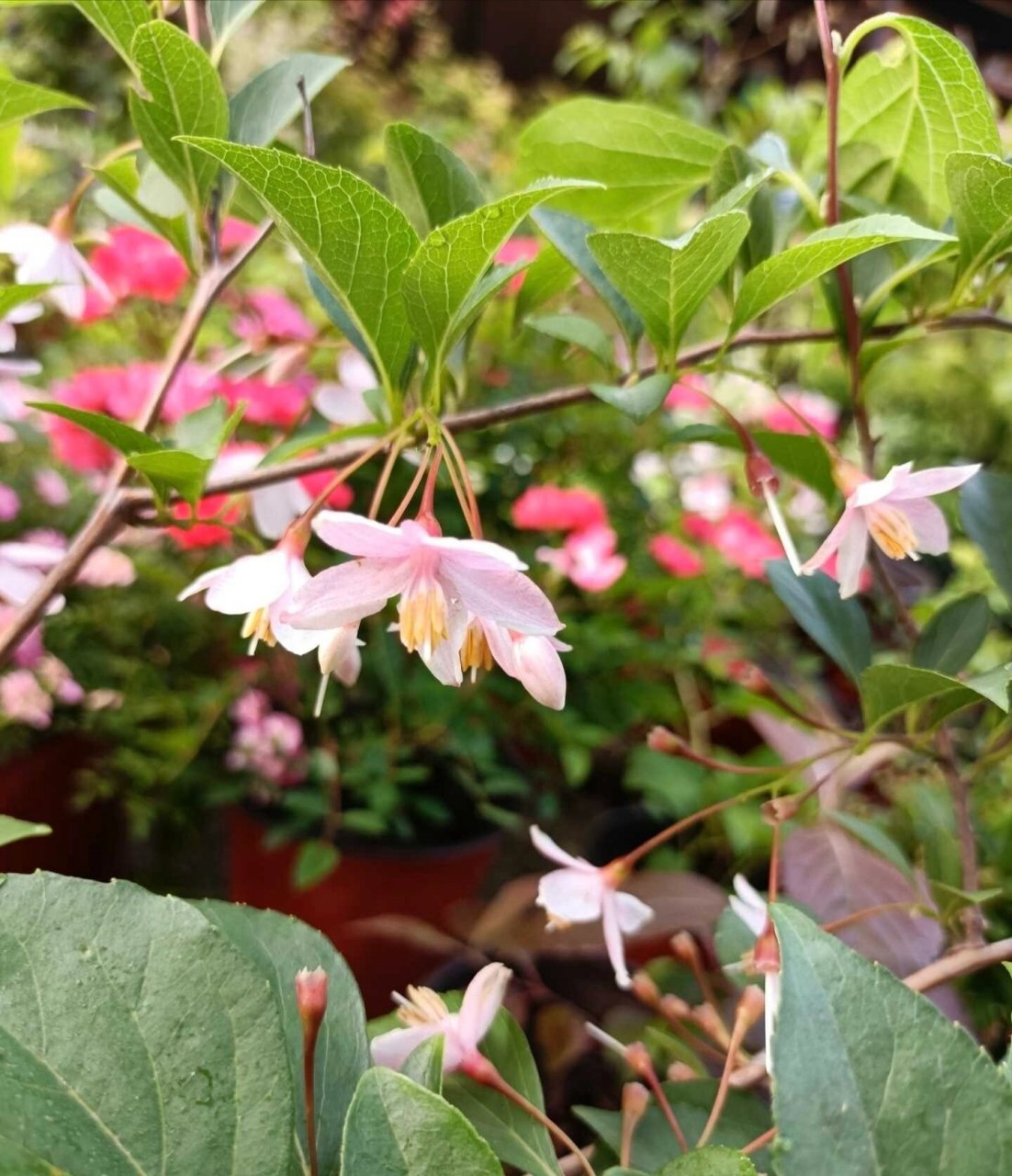 木本新品:樱花的外表茉莉的香 『粉花野茉莉』96 日本进口母本扦插