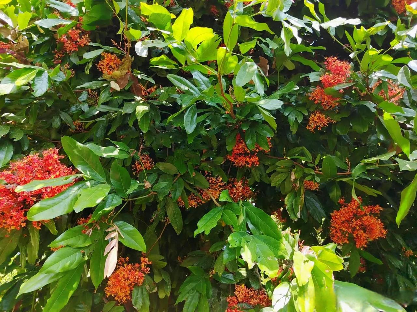 无忧花又名火焰花,乔木,豆科无忧花属,产于云南东