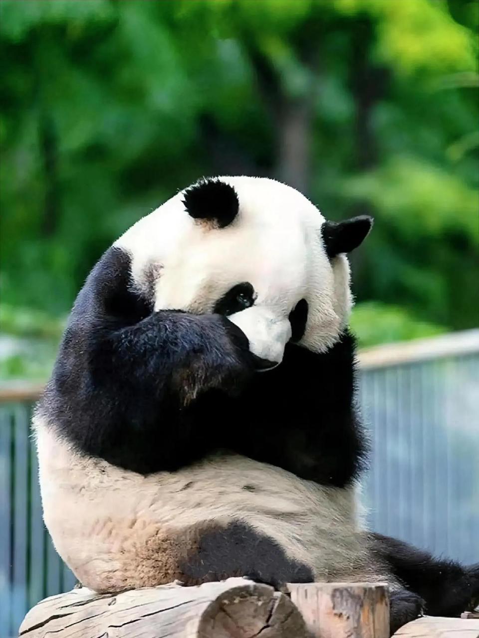 大熊猫萌兰好听它异父异母兄弟穆叔的话哦  那天,萌兰在院子里玩耍