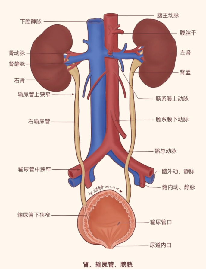 输尿管位于后腰部,在腰大肌内侧的前方,左右各有一条