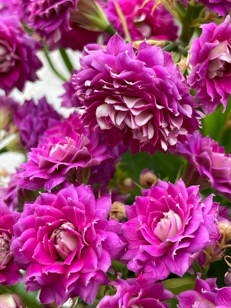 发现开败的长寿花丽娜更美 到老人家里发现这盆即将开败的丽娜竟然