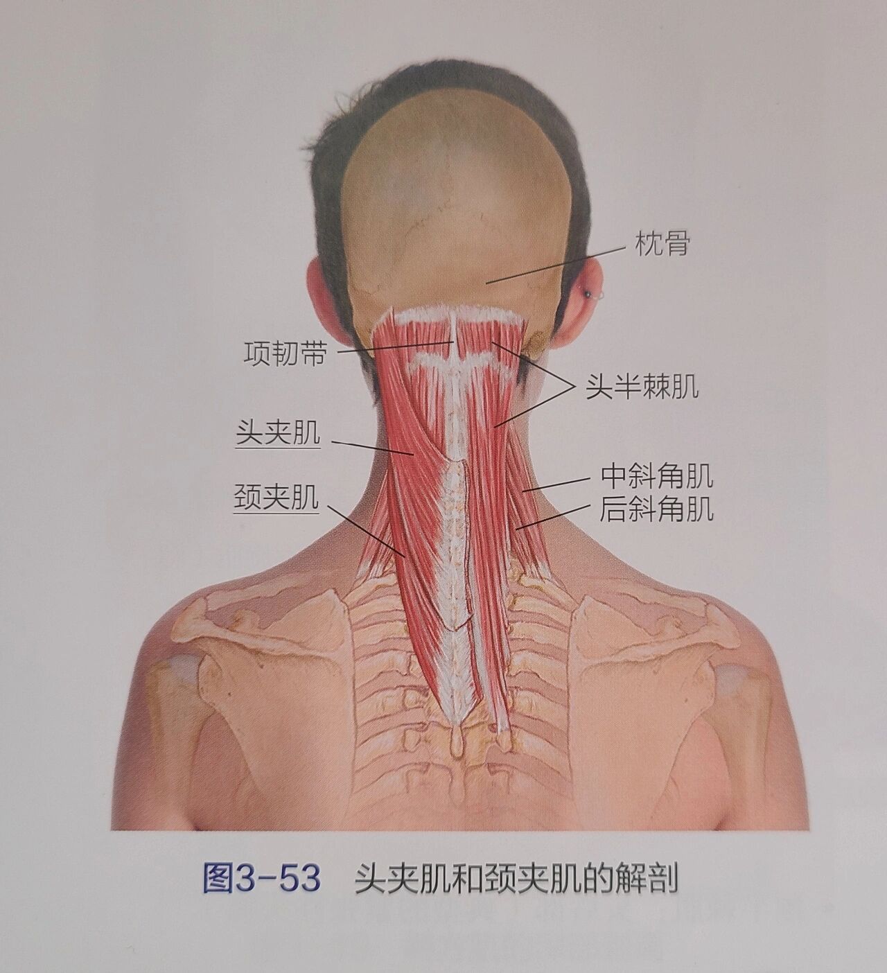 颈后肌群松解