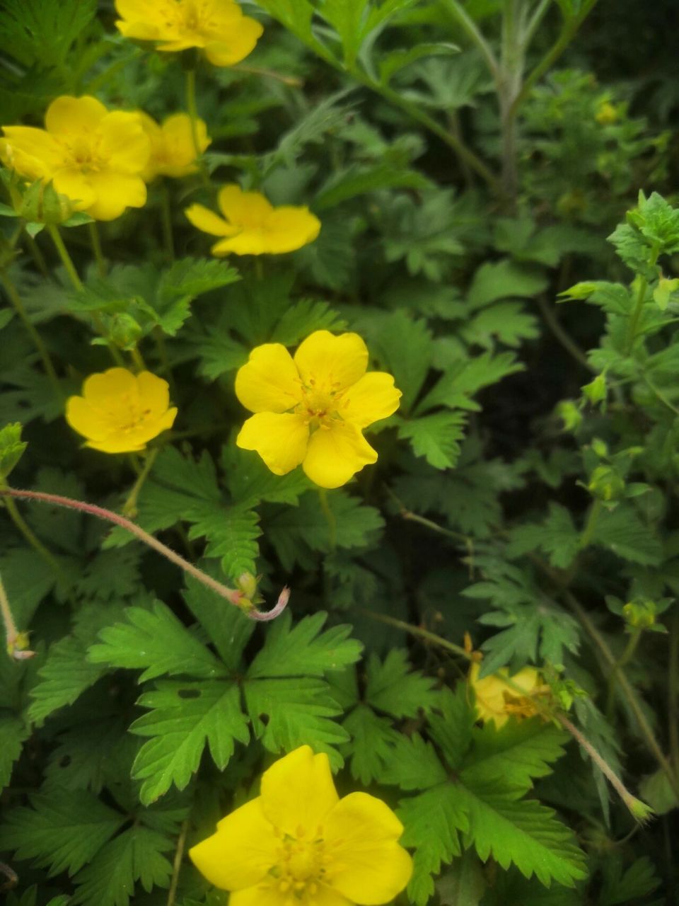识百花(十三)绢毛匍匐委陵菜 别名:五爪龙 生长:山坡,草地,路旁 药用
