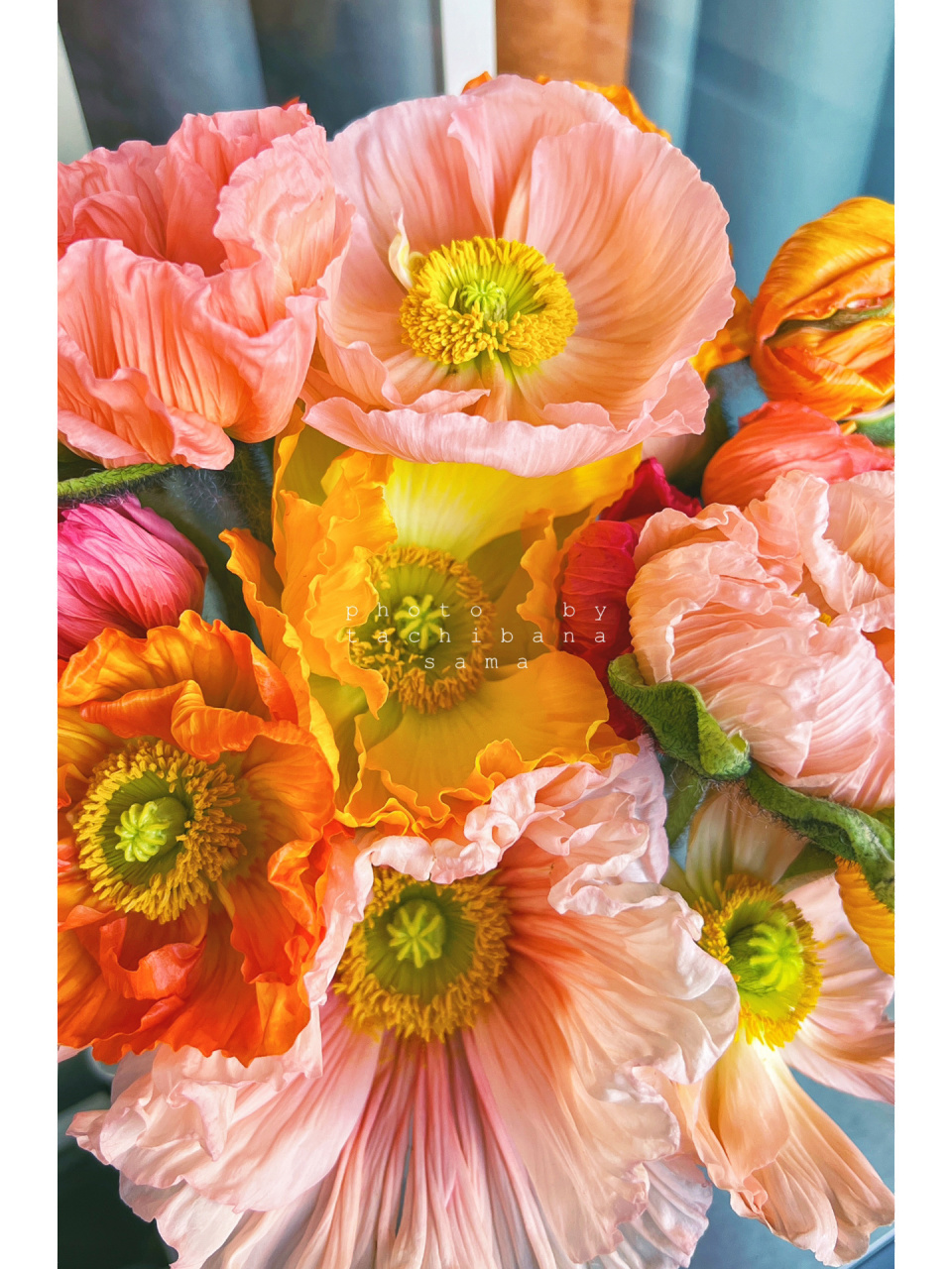 虞美人 别名:丽春花,赛牡丹,满园春,仙女蒿,舞草