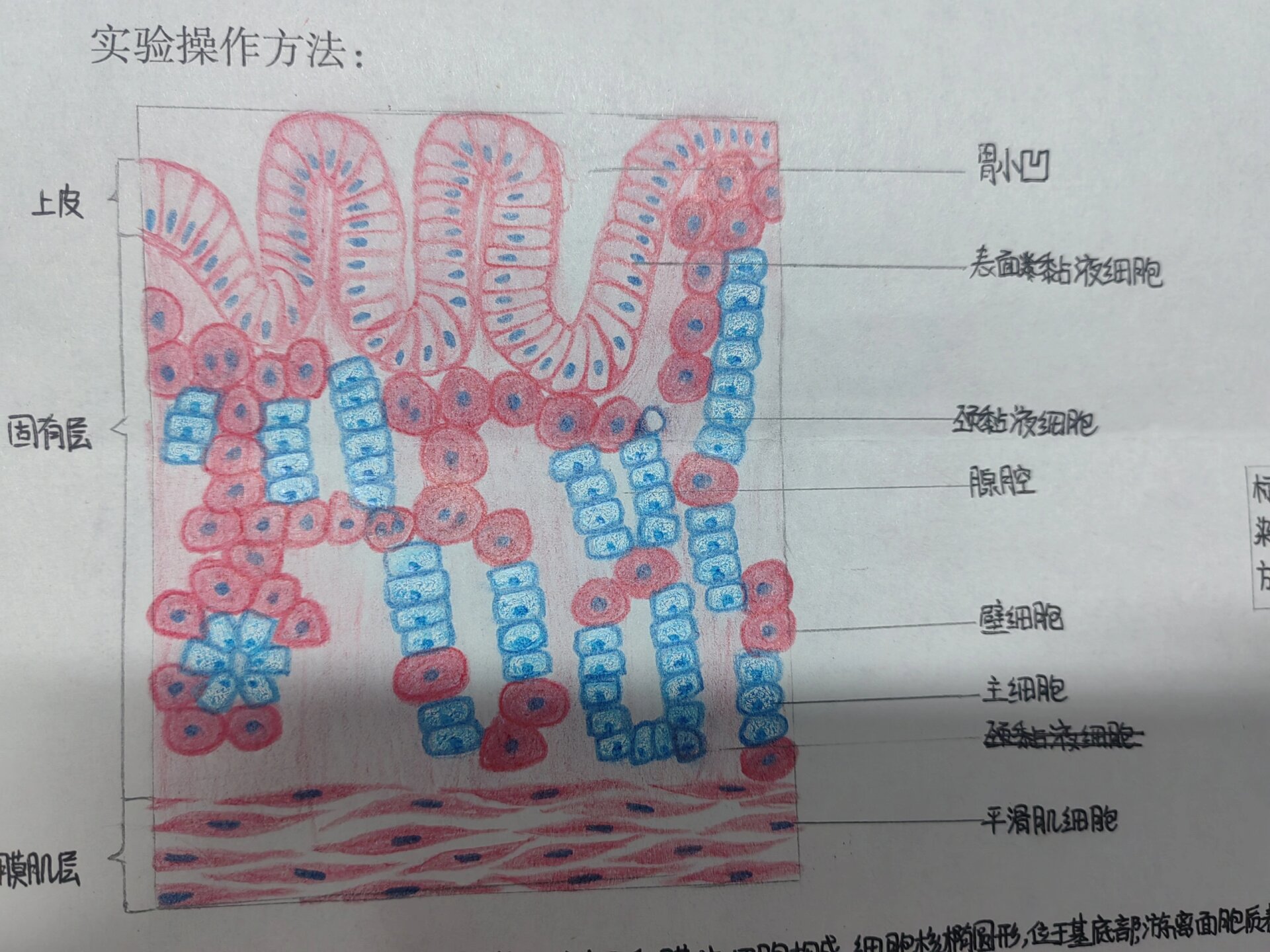 组胚:胃底腺