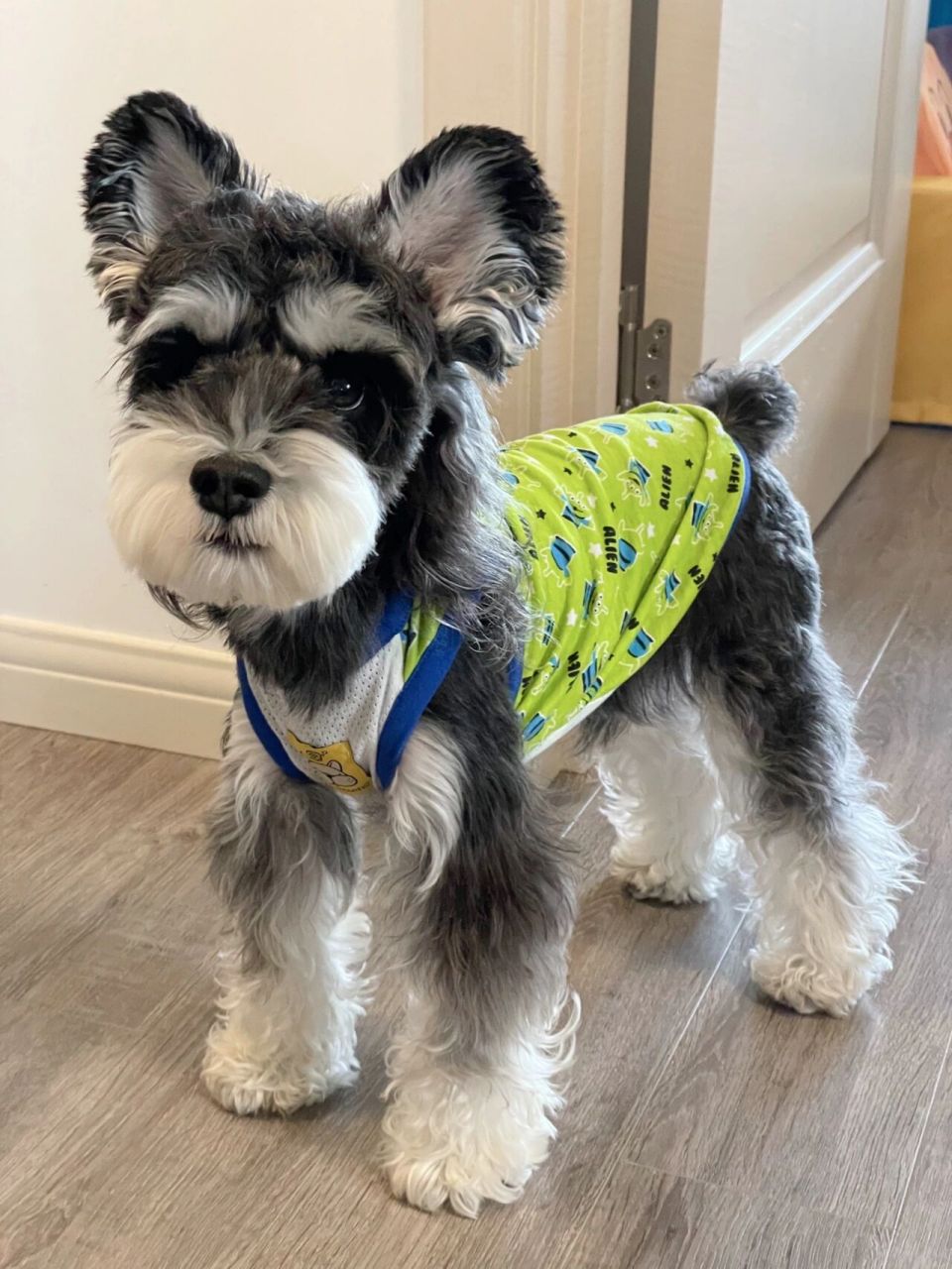 你的三眼仔小狗已上线! 黑银雪纳瑞真适合亮色衣服哦