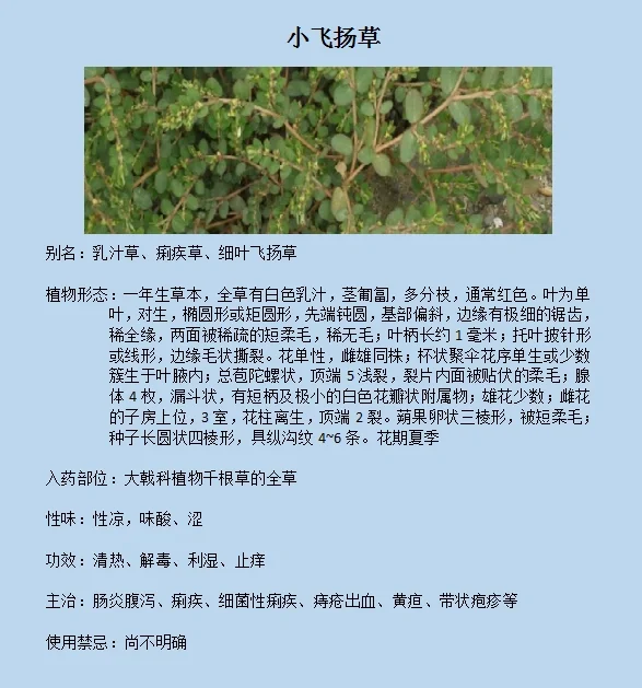 小飞扬草 小飞扬草