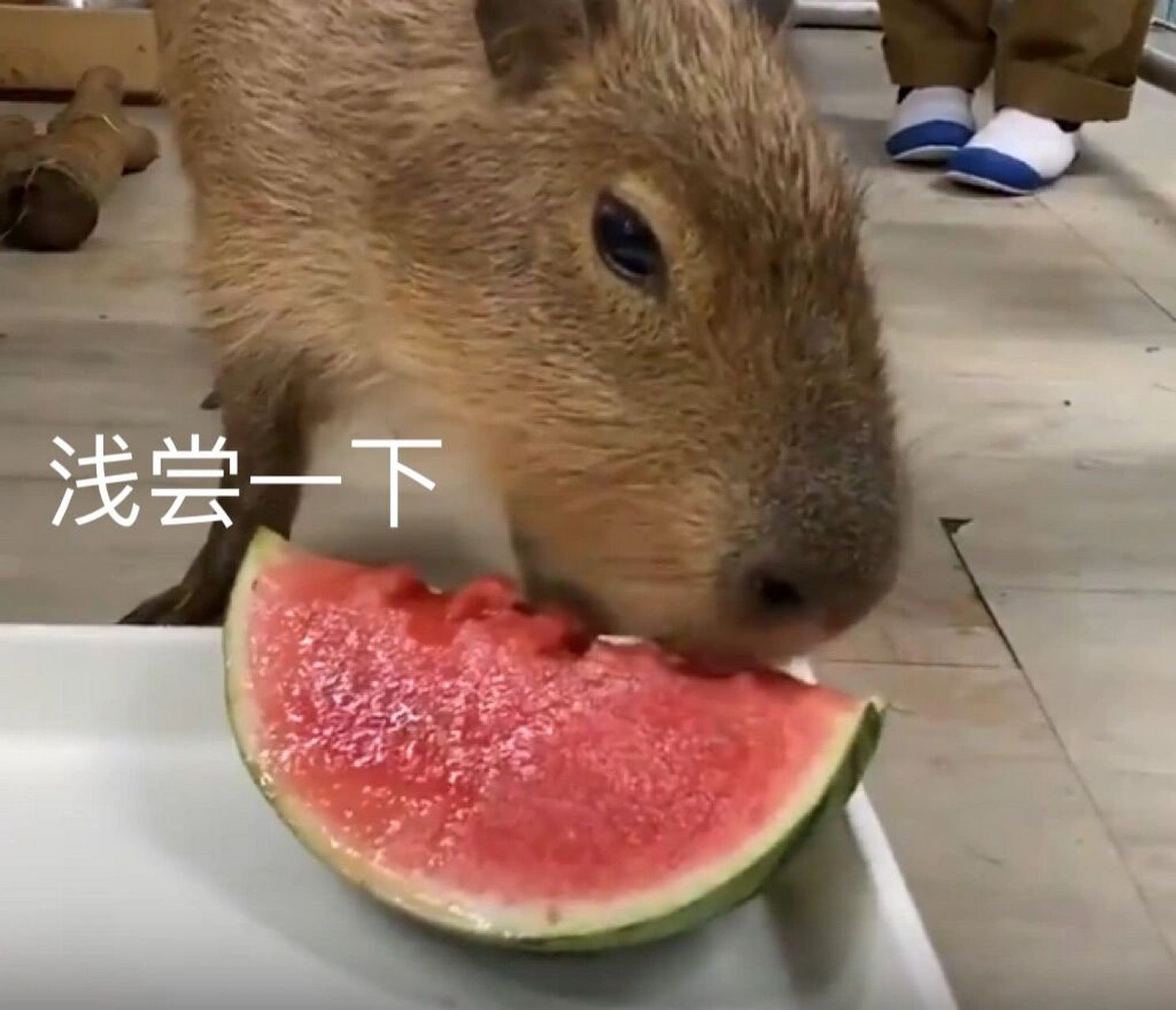 水豚表情包②吃瓜篇 吃瓜系列合集!