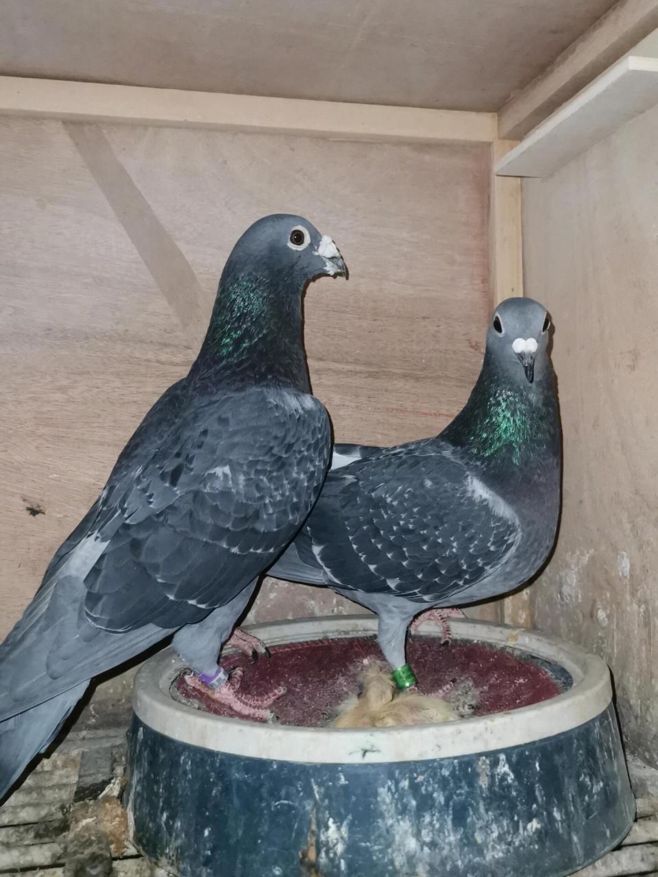 赛鸽有门道#  #国血超远程赛鸽# #寻找快手养鸽人# 汪种吴淞紫桃花