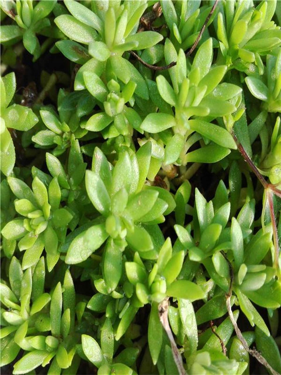 佛甲草,是一种既美观又实用的植物.