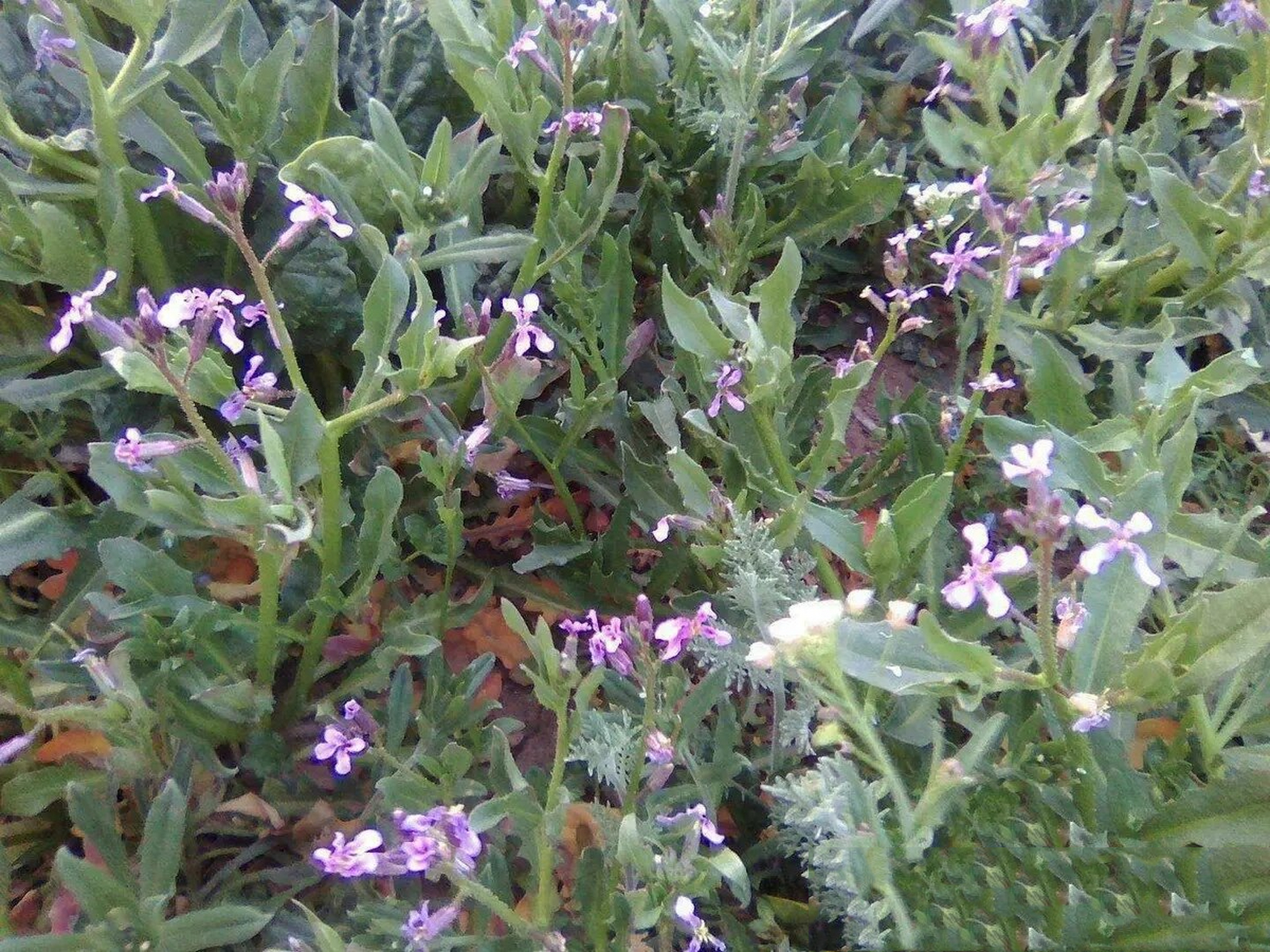 寻找童年的回忆,水萝卜棵 涩荠 坐标豫北地区,靠近山东,小时候麦田里