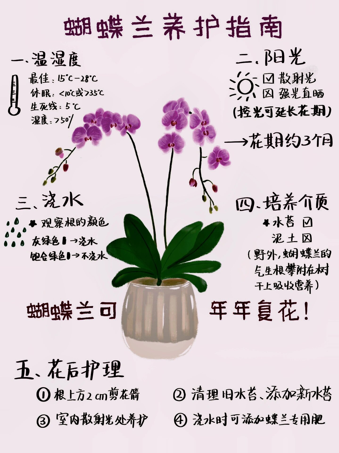 蝴蝶兰养护指南,新手必看