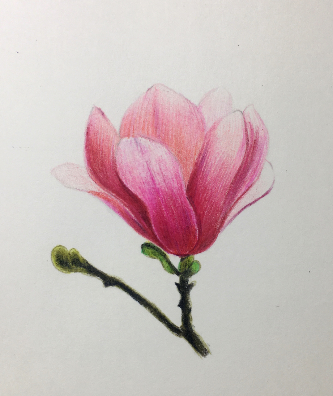 彩铅花卉,玉兰花绘画步骤分享 点赞77关注77收藏 后续会更新视频