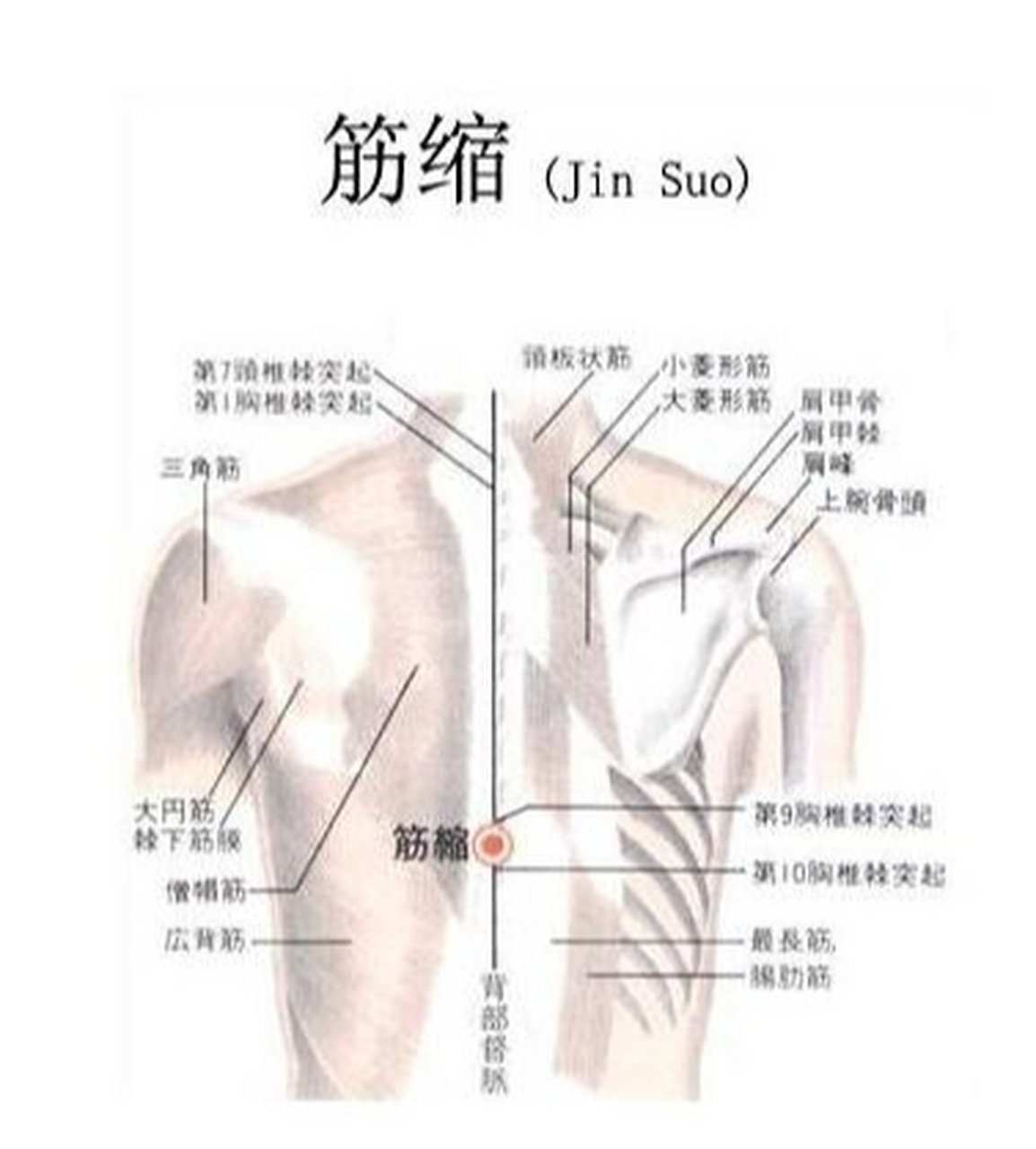 加强筋的位置在哪图片图片