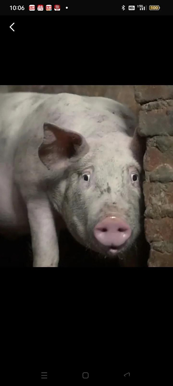 猪失恋的样子,让人感到无比伤感,这头猪本身有头母猪伴的,但这头母猪