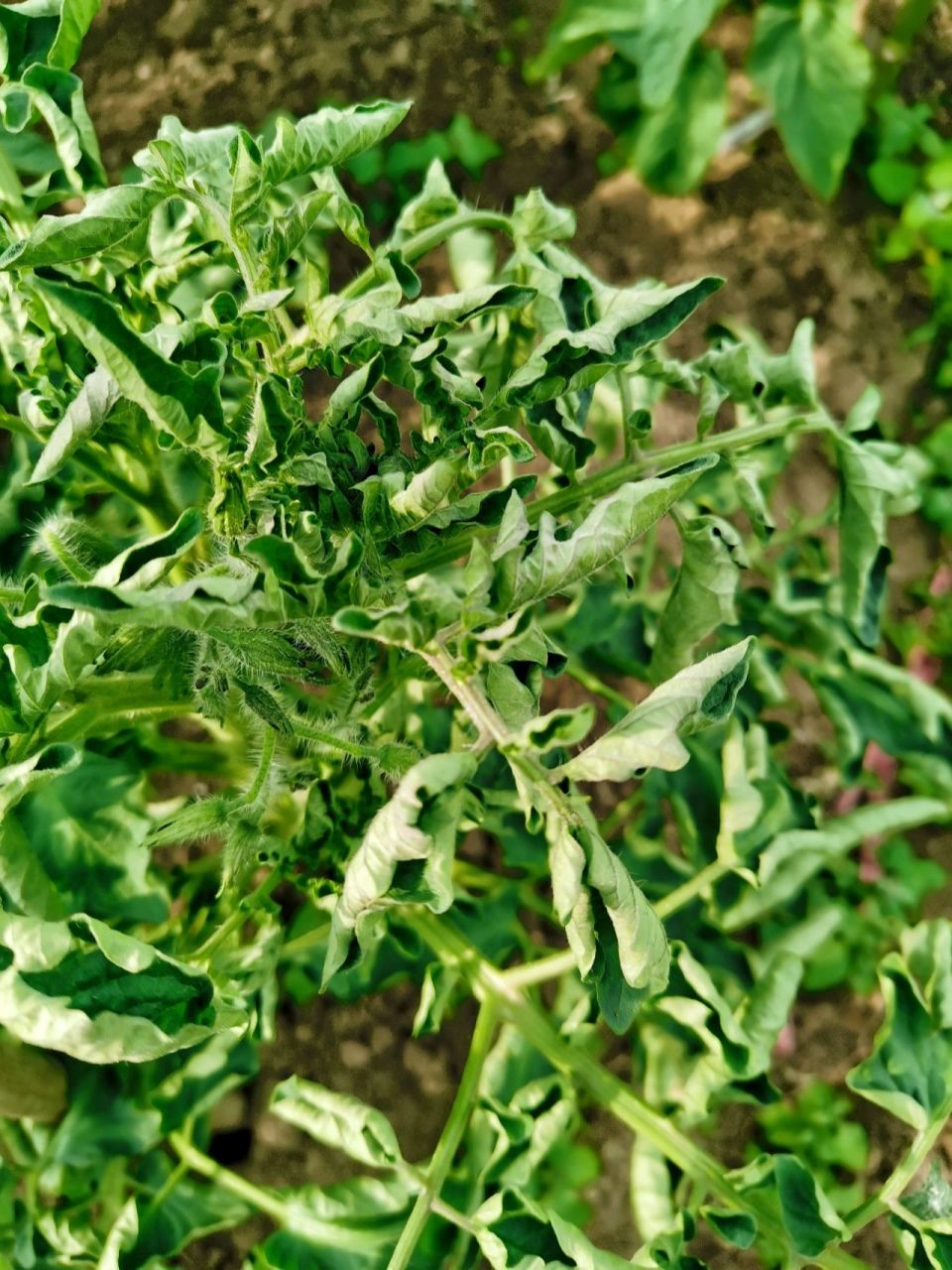 番茄常见病害图鉴二:关于番茄内卷这件事 发生原因: 1.