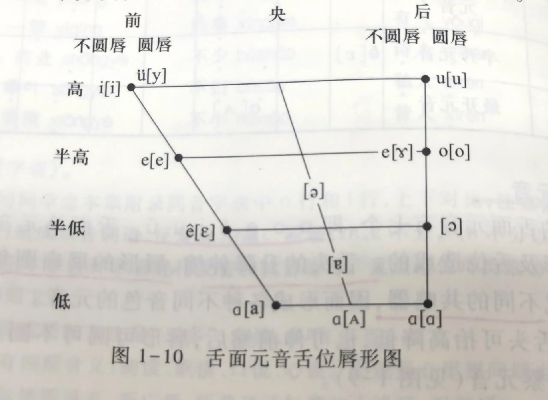 舌面元音 舌位图图片