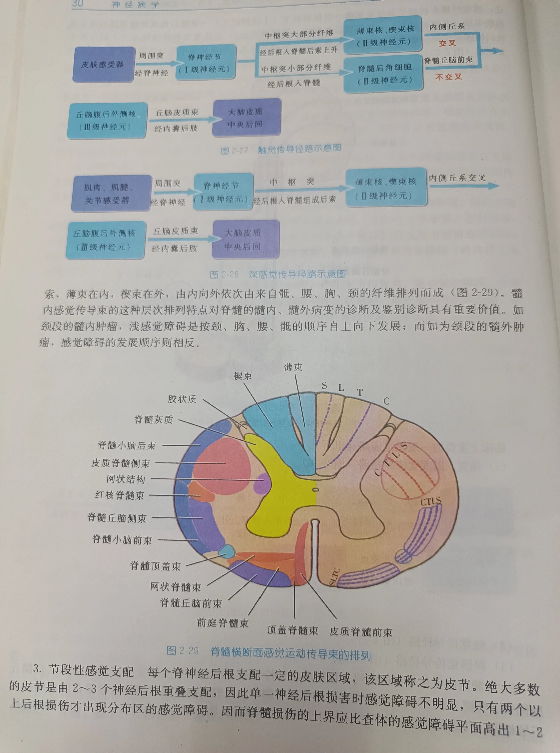 神经系统传导通路合集 最近在神内轮转