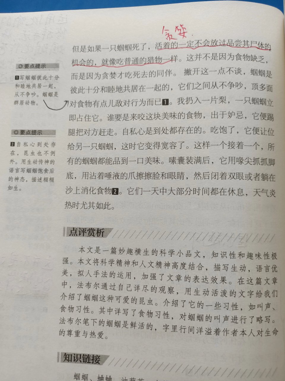 绿螽斯昆虫记图片