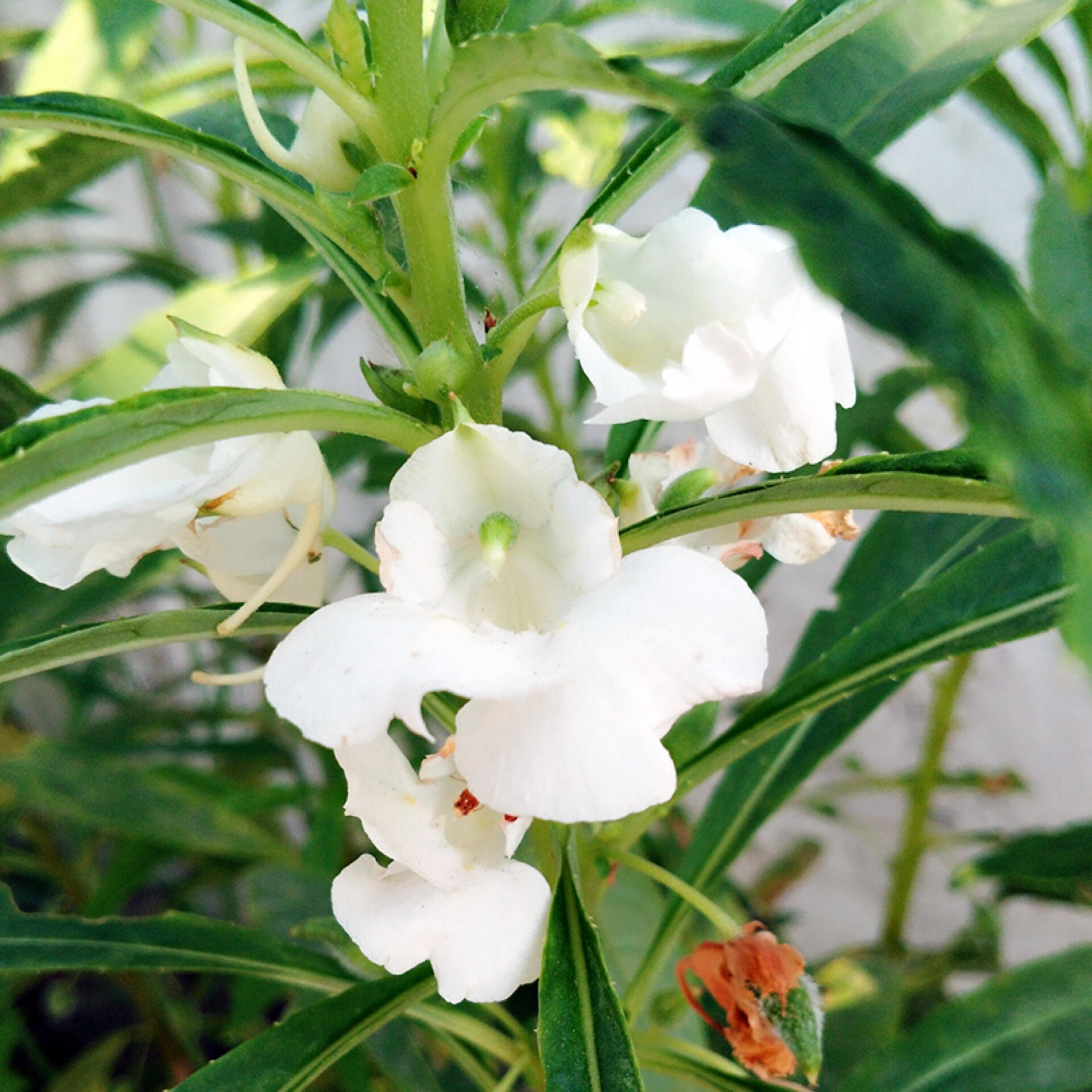 每日一花|凤仙花