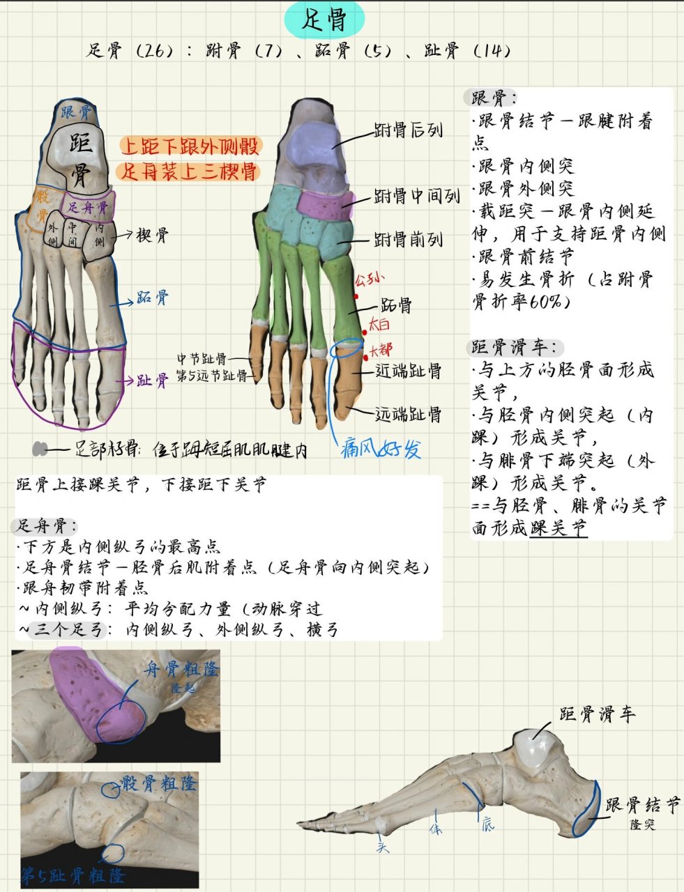 足骨头解剖图图片