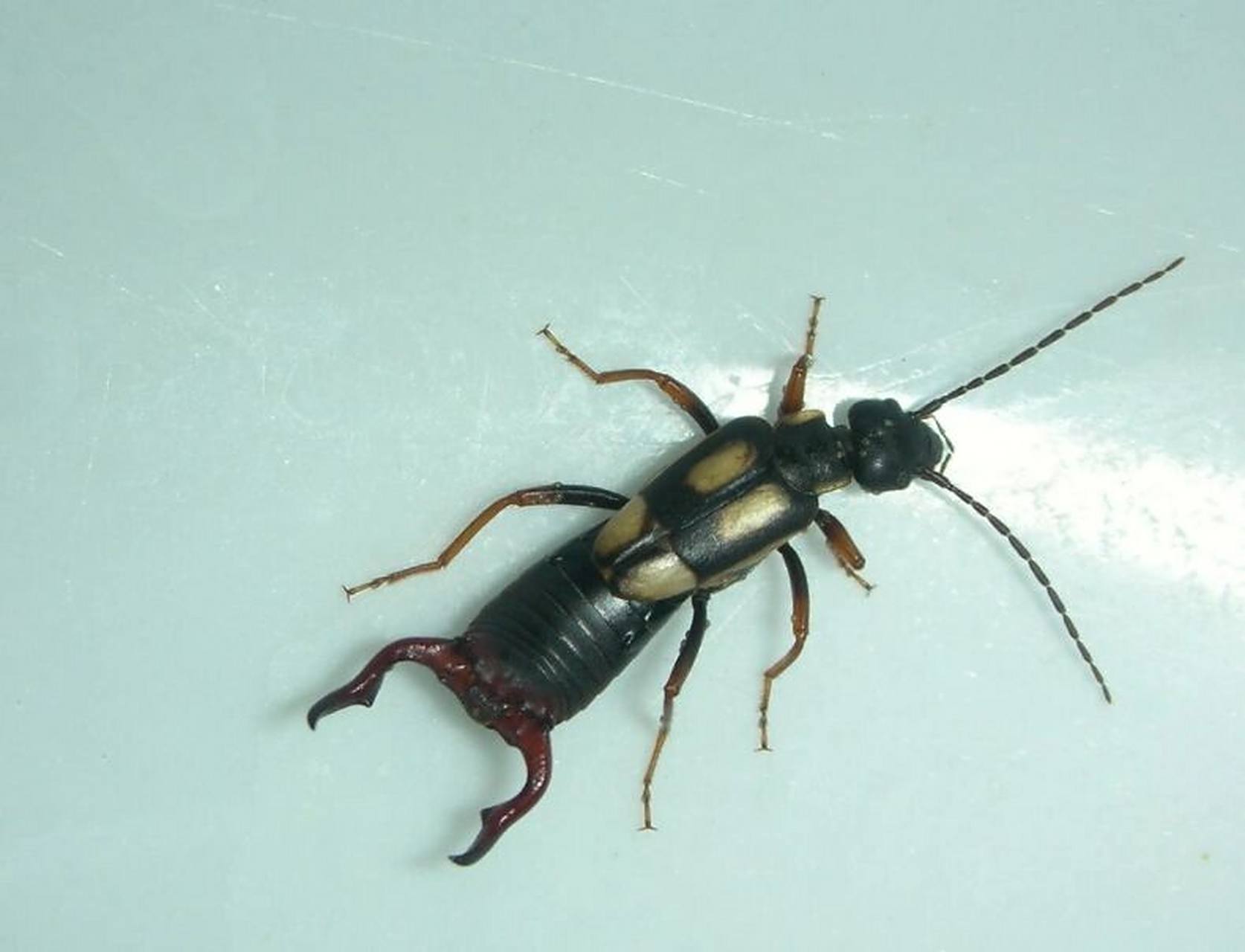 蠼螋进入家里的原因及消灭方法 蠼螋进入家里一般主要的原因是家里