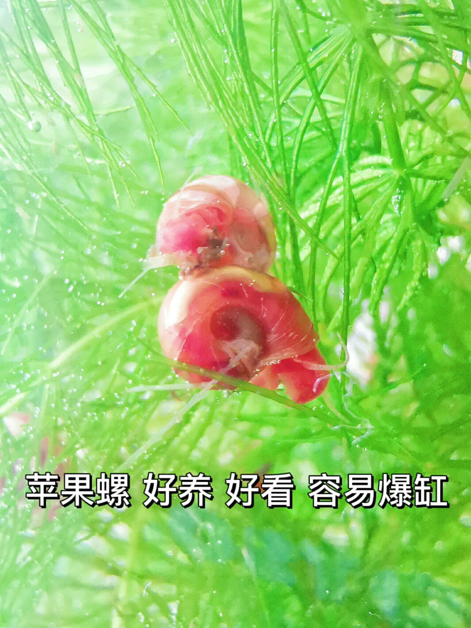 苹果螺食物图片