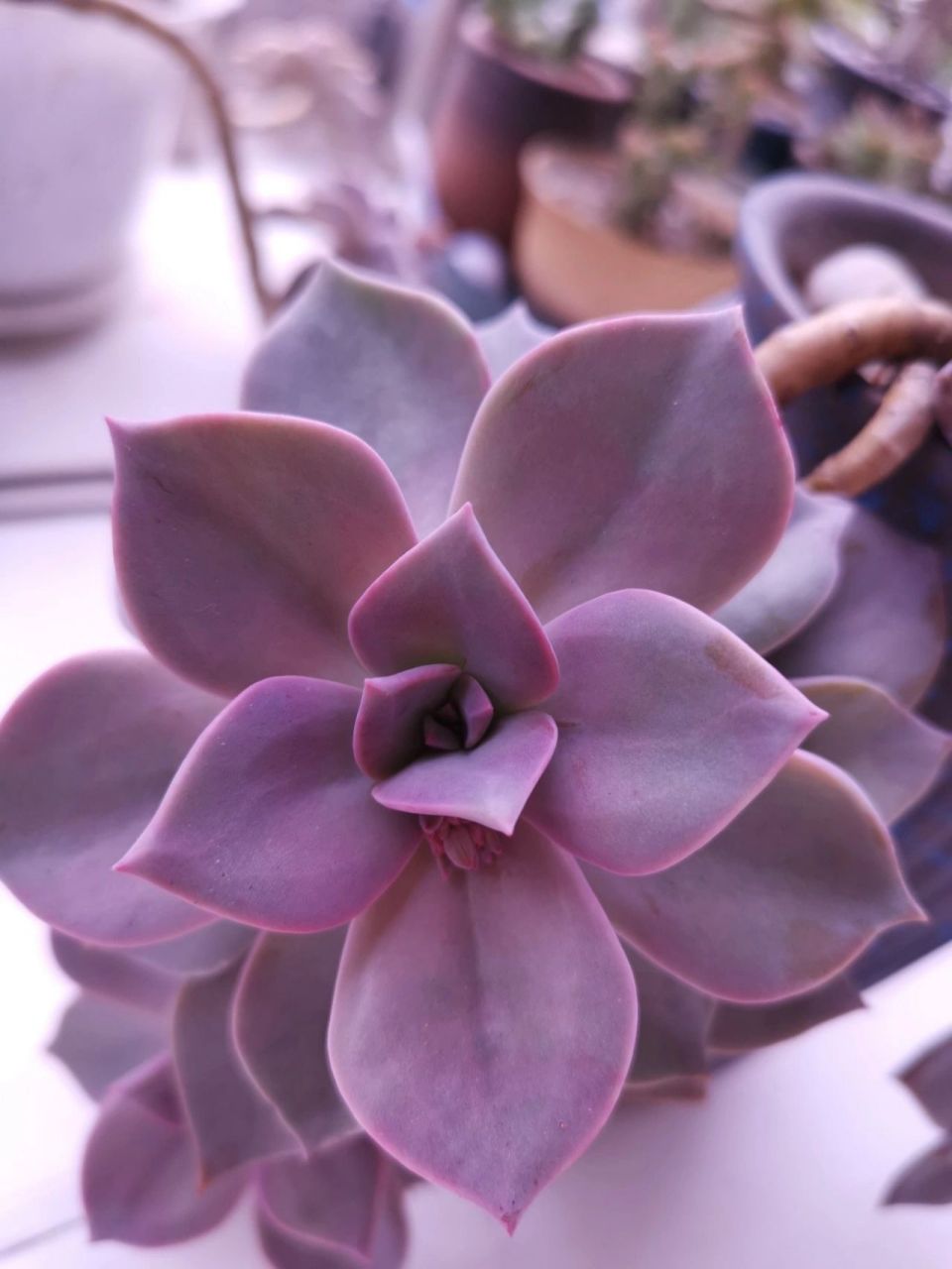 92多肉"初恋" 9393就喜欢这种紫色系的肉肉999999 我不