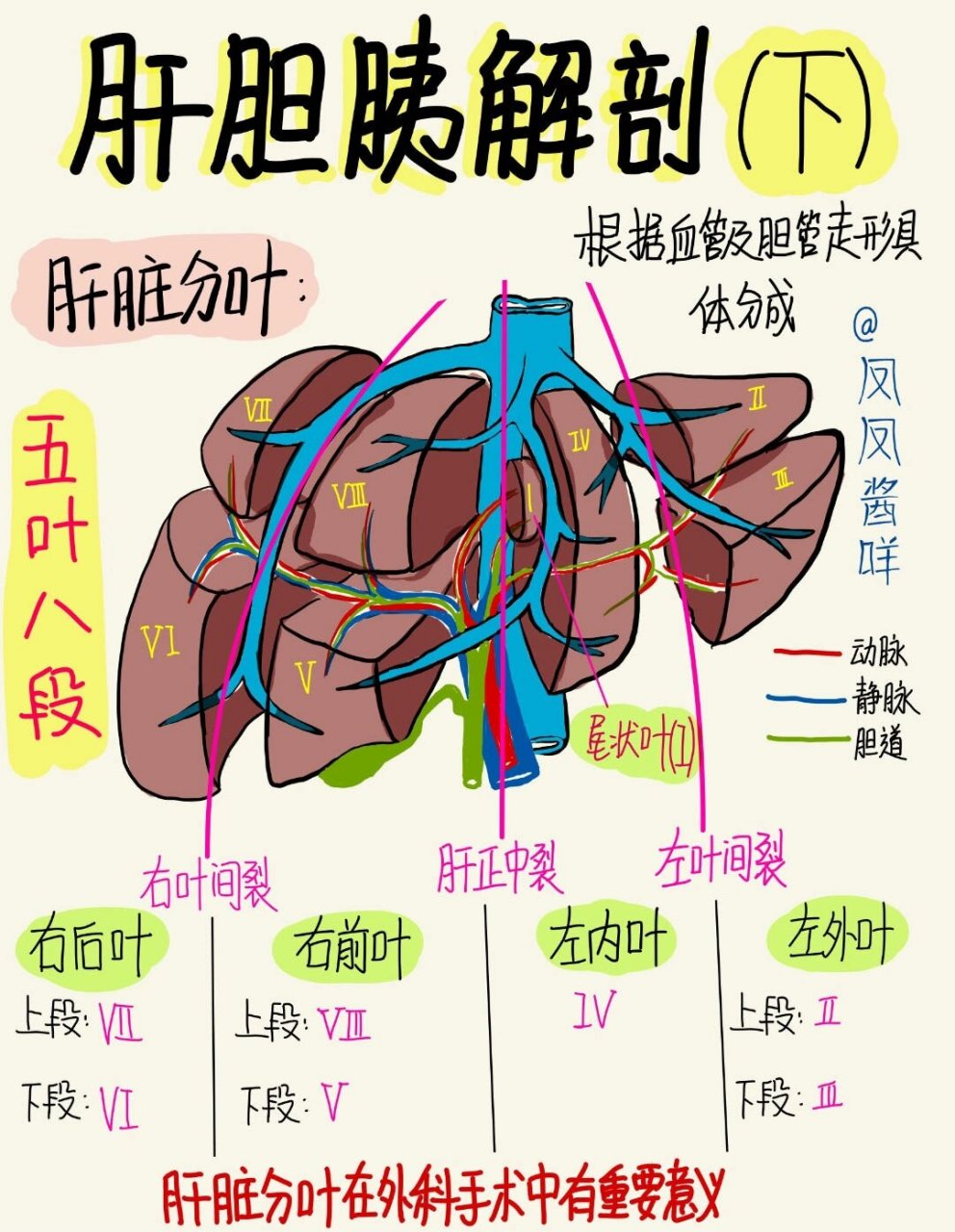 肝脏的五叶八段图片