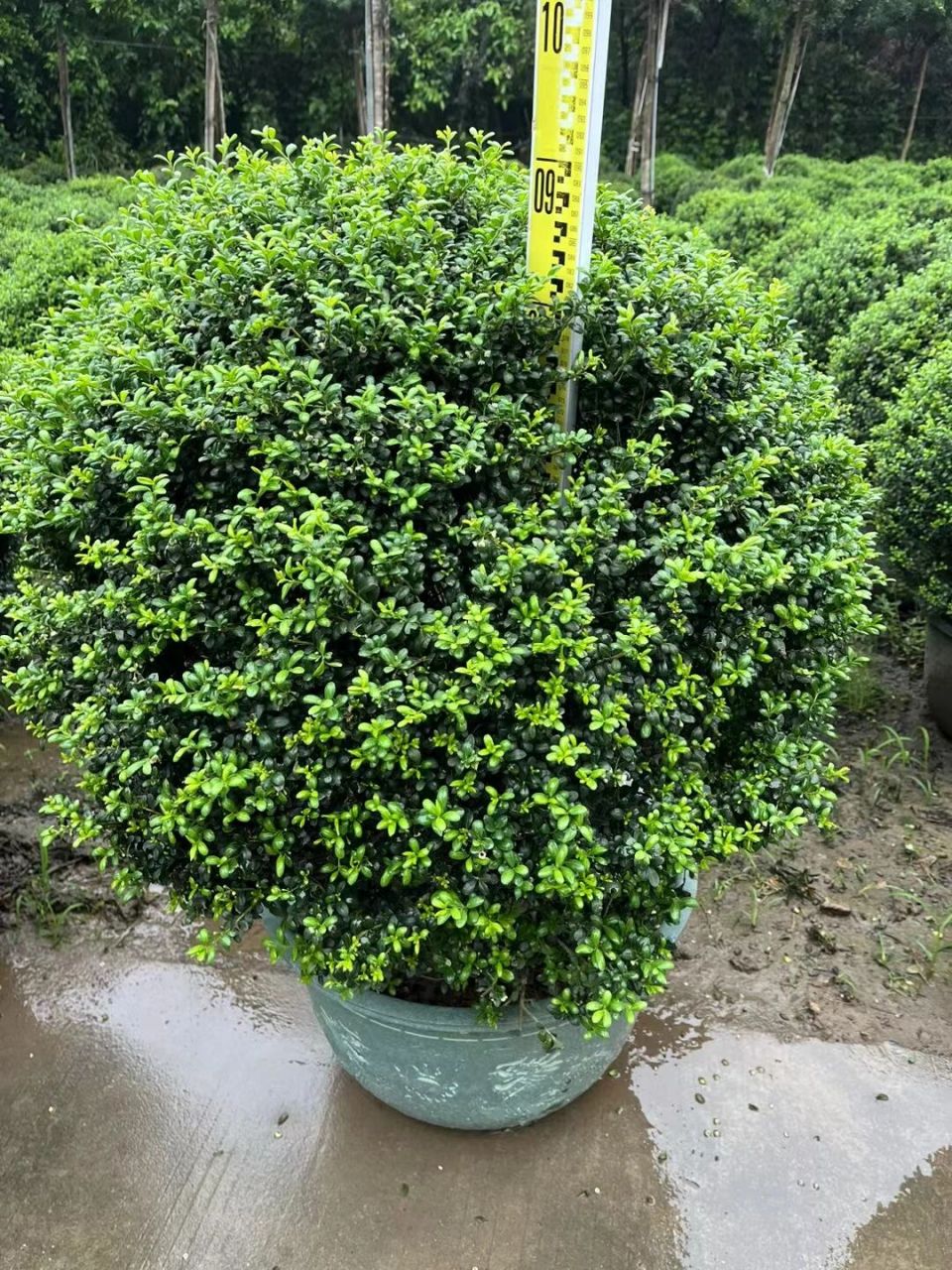 龟甲冬青球 品种 龟甲冬青 规格 60/70/80/1米