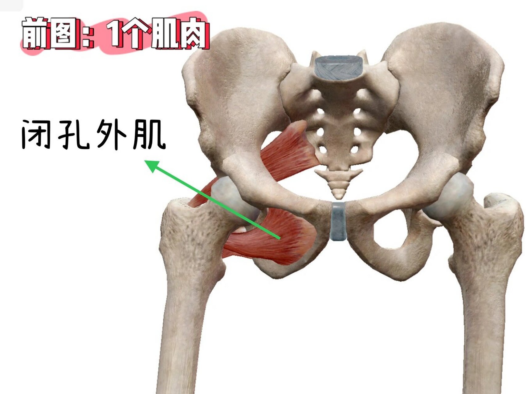 髋外旋肌群有哪些肌肉图片