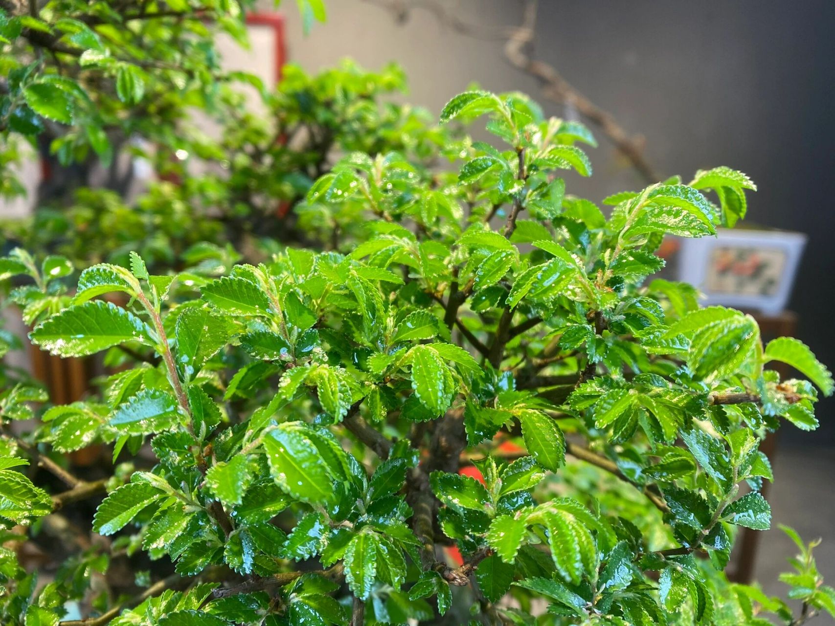 每日植物的养护技巧分享 榆树盆景养护 97榆树 (学名:ulmus pumila