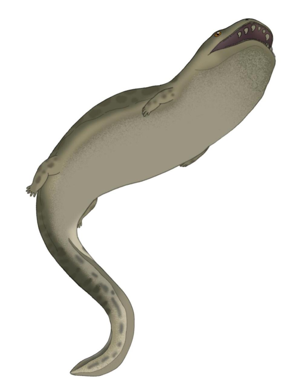 古生物# #科普# #科普知识# #化石# 非洲发现二叠纪"霸王蝾螈" 盖