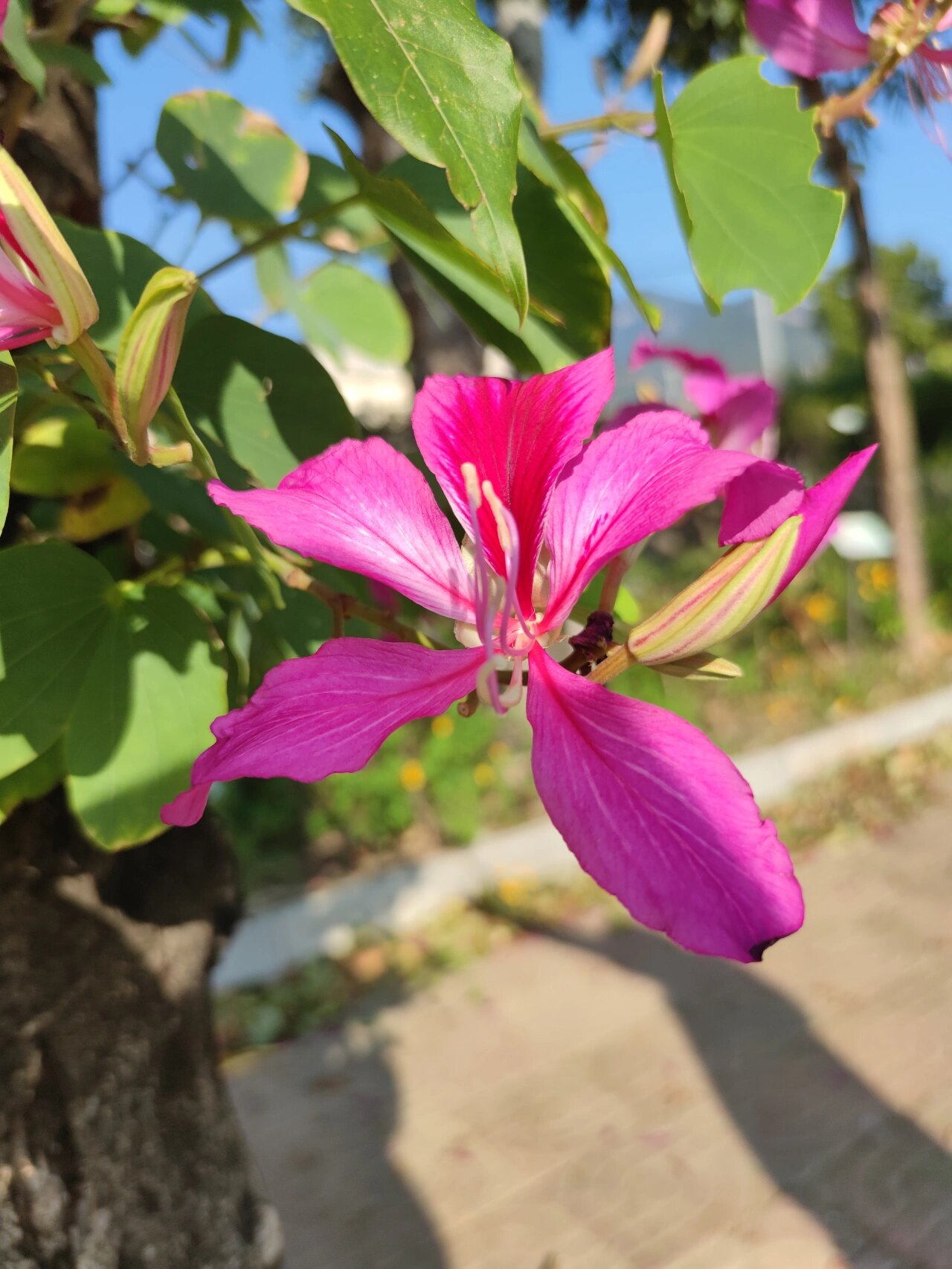 洋紫荆 洋紫荆又名红花羊蹄甲,常绿乔木.