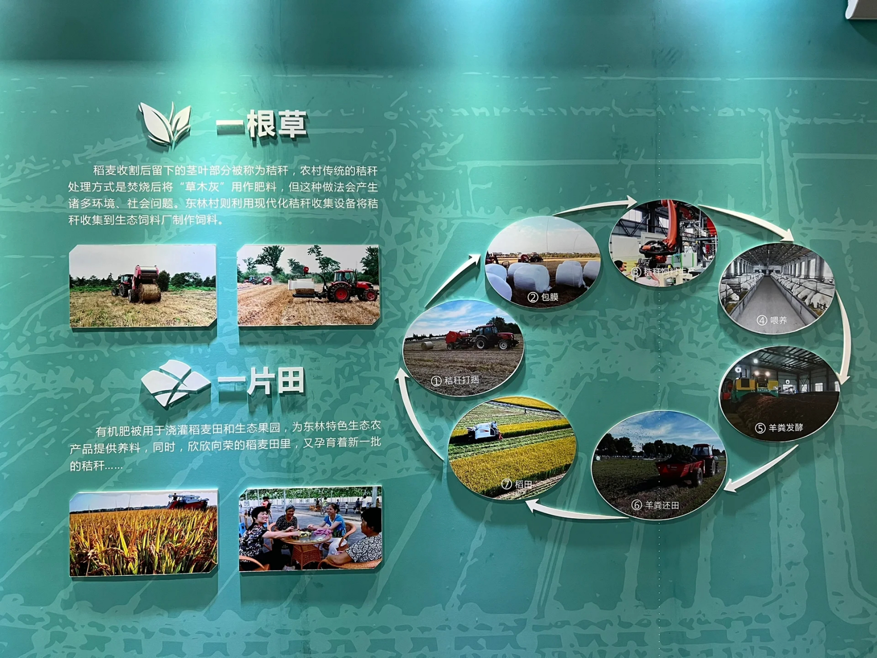 太仓东林村循环农业- 依托市场优势和国内外科研力量,以生态化种植