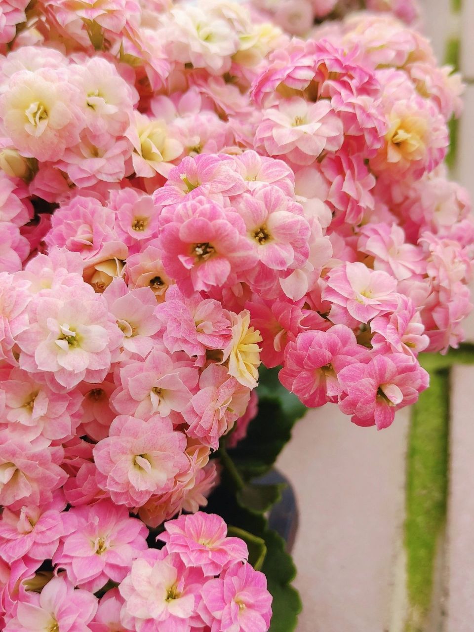 『盆花分享』重瓣长寿花 彩虹糖 彩虹糖是变色龙系列的长寿花,和水果