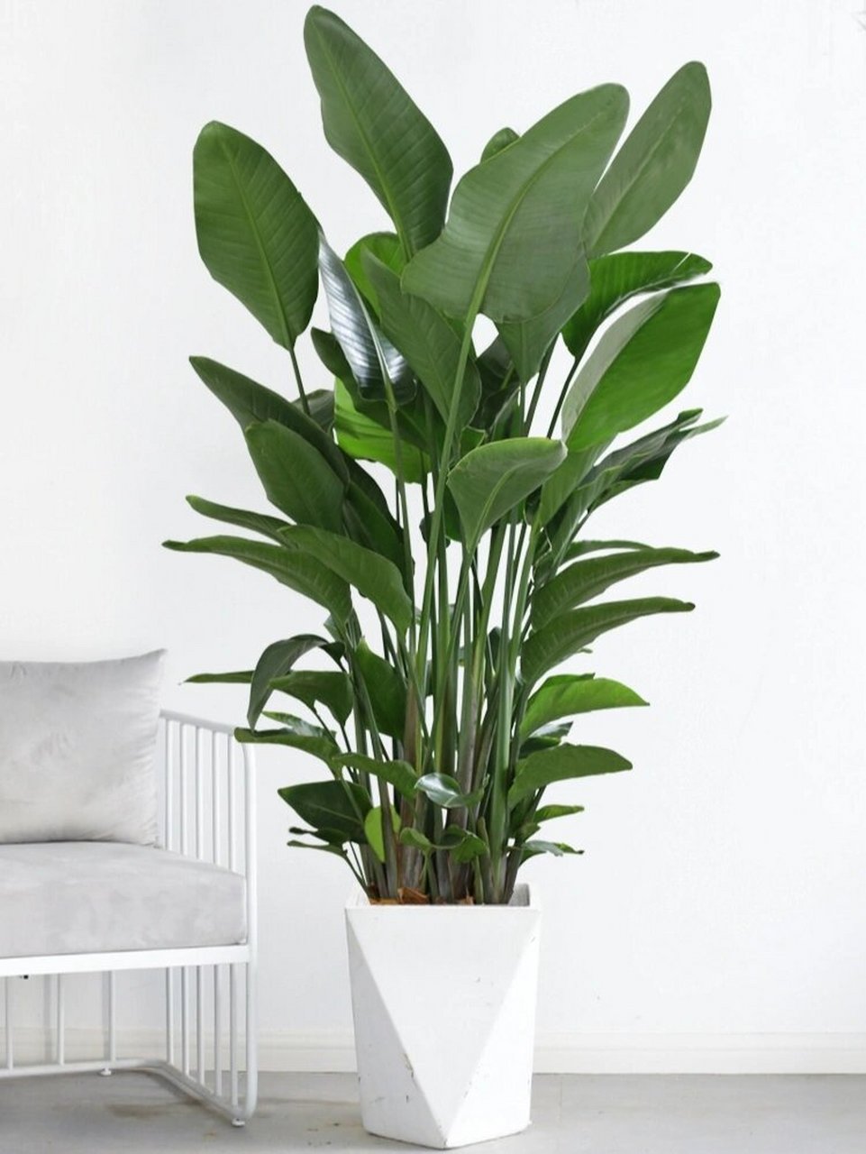 天堂鸟植物图片 哇塞,植物爱好者们91,今天我要分享的是一种极具