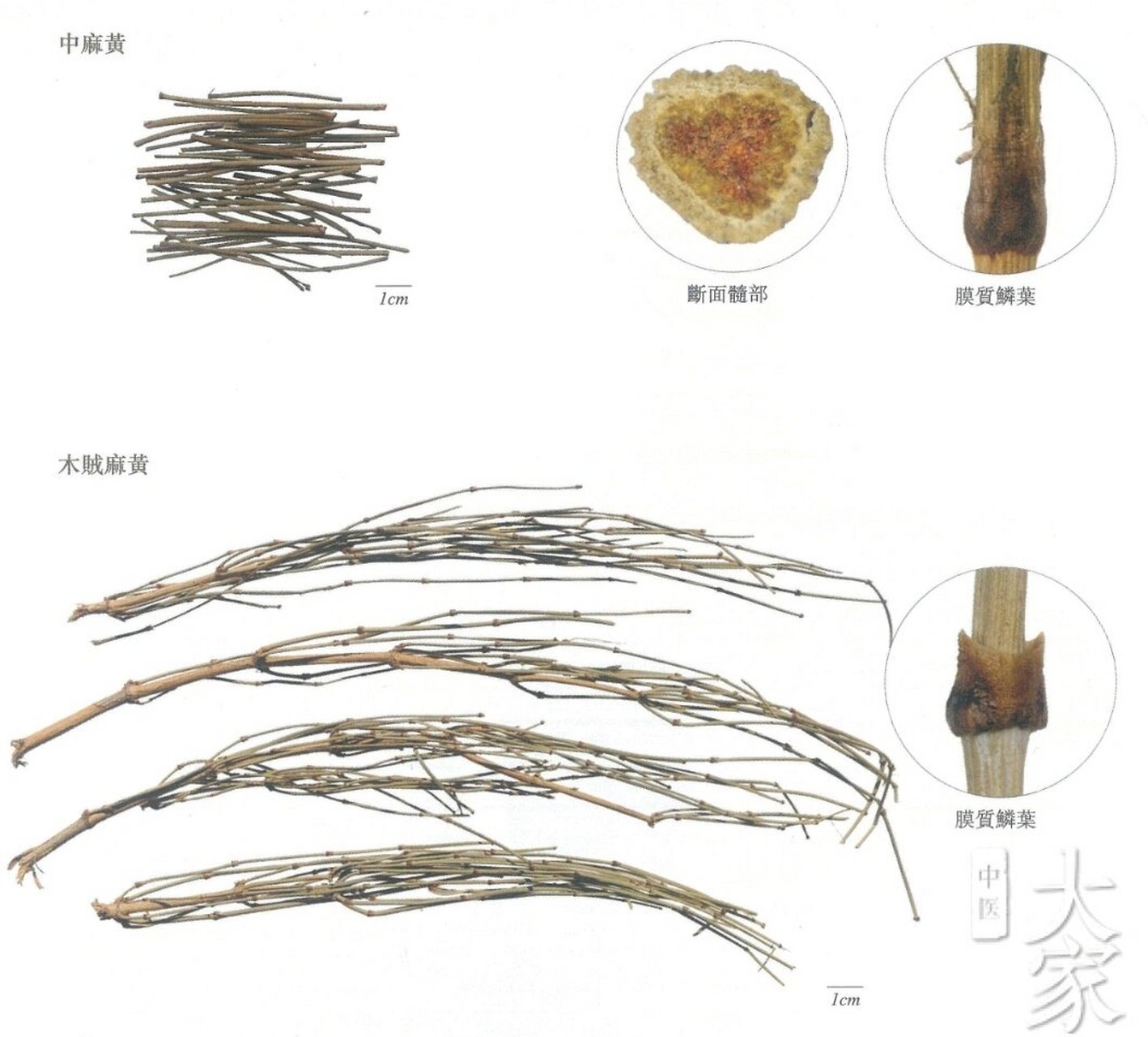 节节草提取麻黄工艺图片