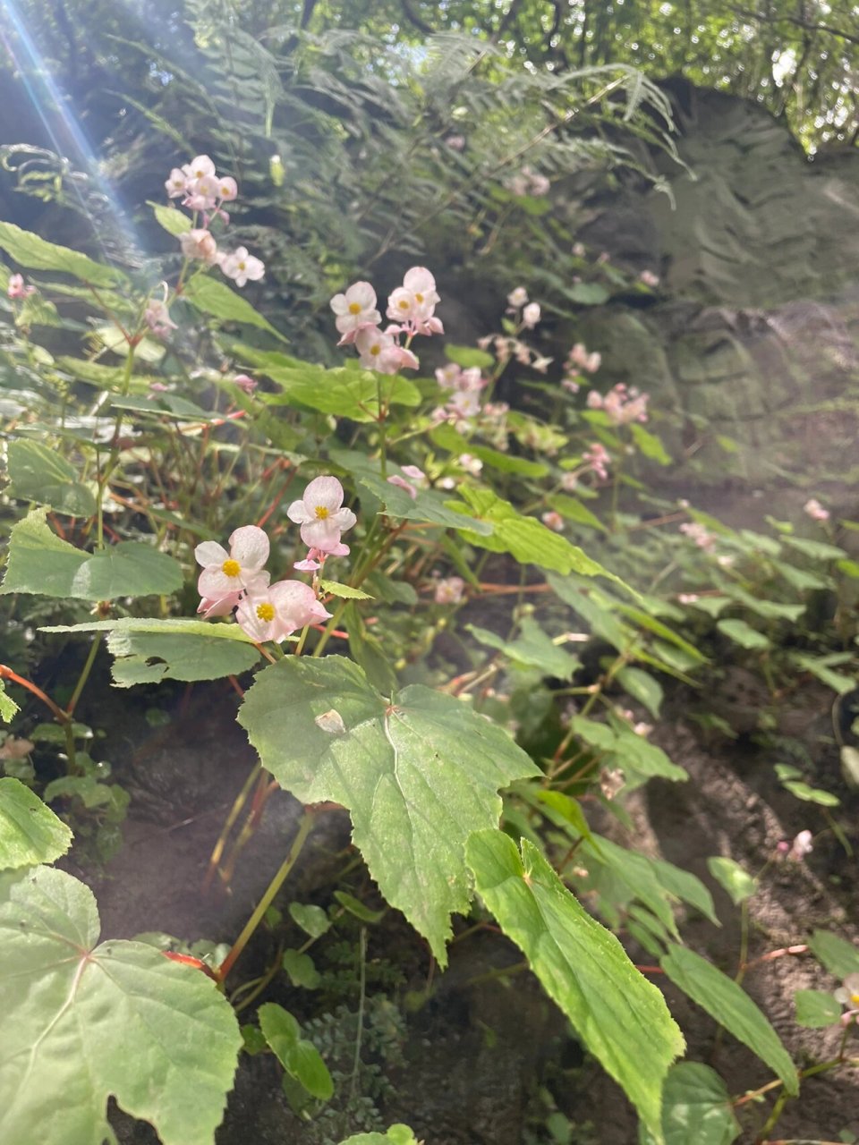 野生中华秋海棠 我们俩最喜欢的两种小野花,其中一种是中华秋海棠.