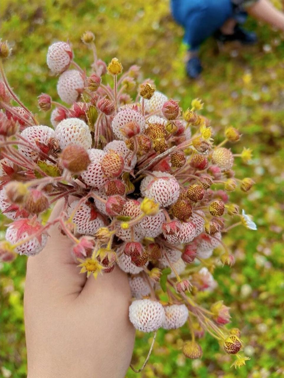 儿时的回忆74白泡儿草莓9191 农村的"白泡儿"熟了,形状像草莓