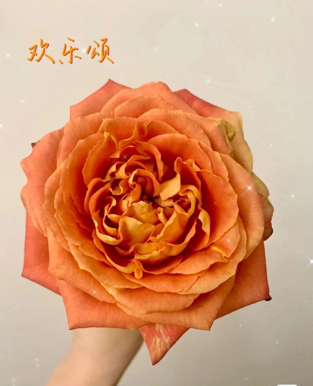 每天认识一种花--欢乐颂玫瑰 高端玫瑰欢乐颂 热情洋溢的颜色,是橙色