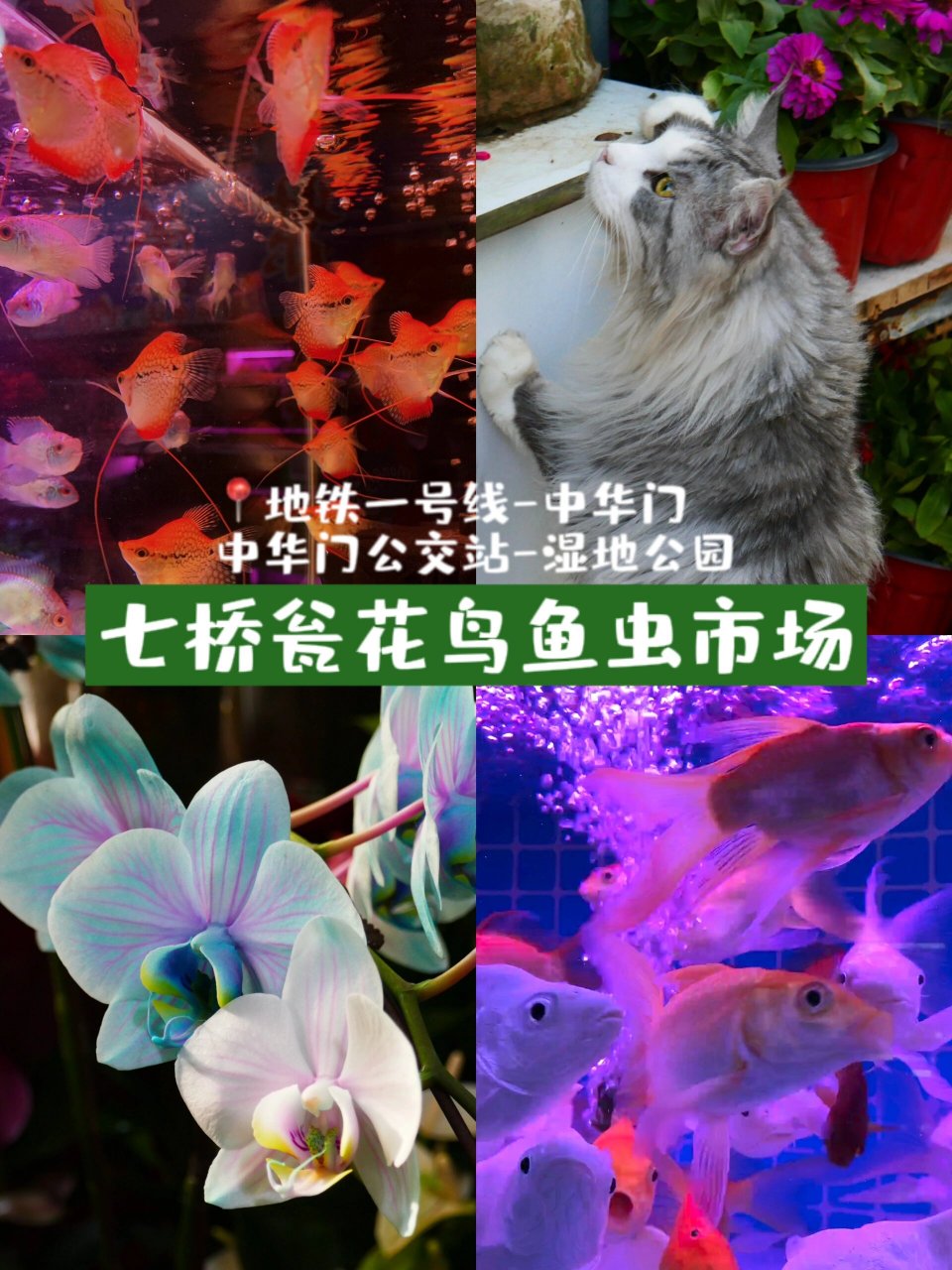 南京最大花鸟鱼虫市场99 七桥瓮花鸟鱼虫市场(原夫子庙花鸟市场)